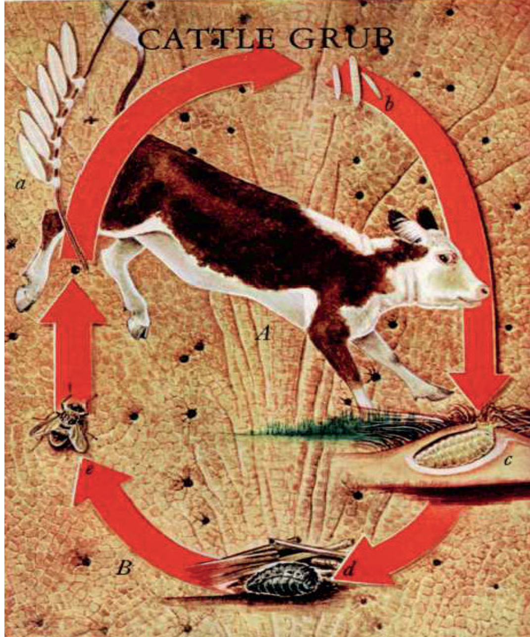 Whatever happened to cattle grubs?